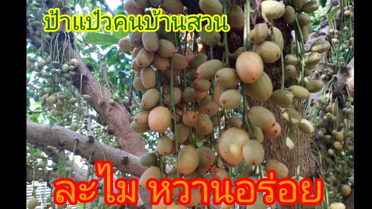 ป้าแป๋วเคยสับสน..ทุกคนงงกันมั้ยจ๊ะ..ละไม..มะไฟ..ต่างกันยังไง