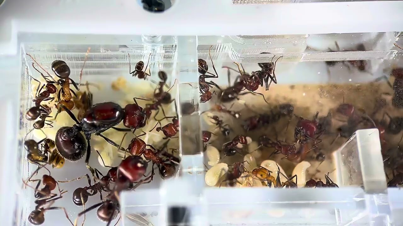 Messor cephalotes & Messor arenarius