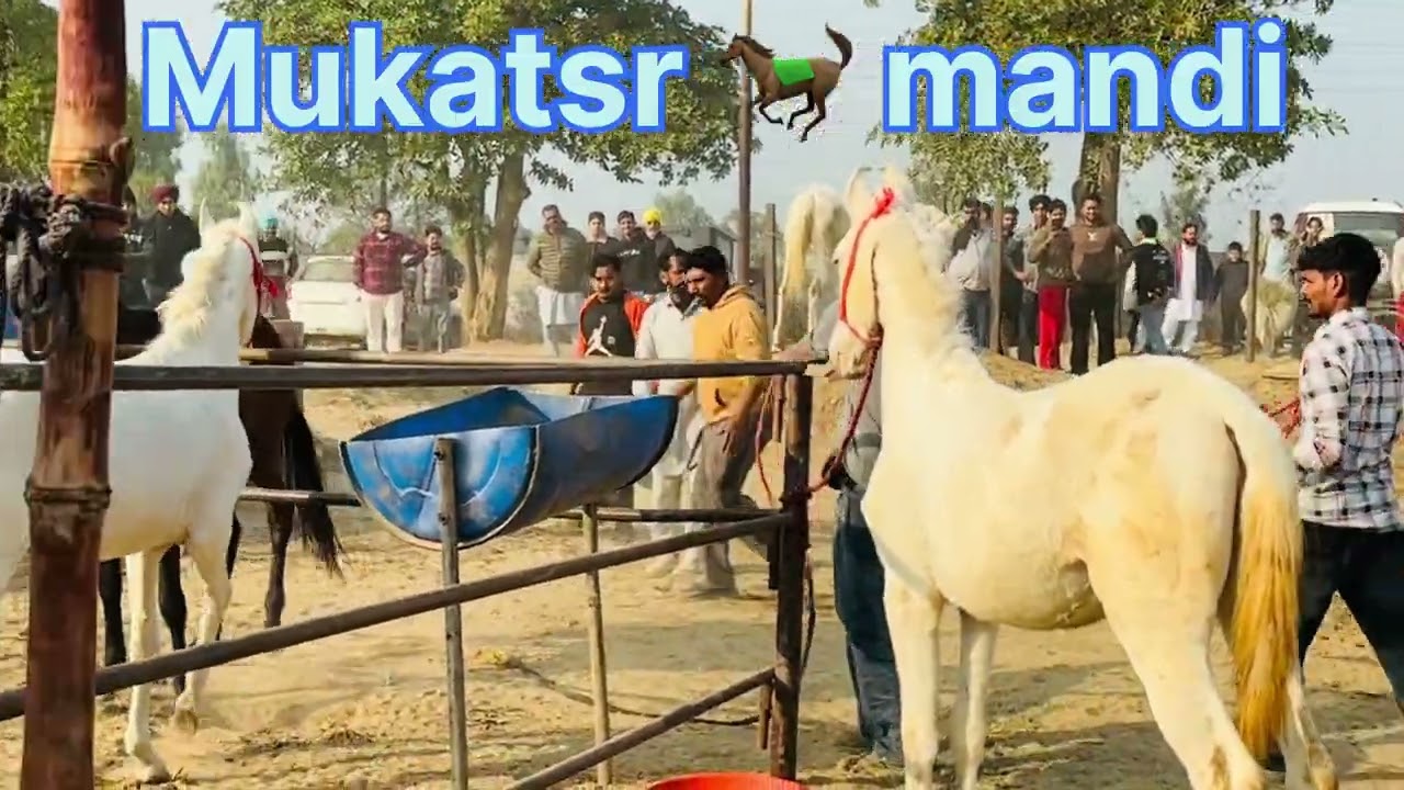 ਮੰਡੀ ਚ ਘੋੜੇ ਨੇ ਪਾਈਆ ਸਭ ਨੂੰ ਭਾਜੜਾ 🐎🐎