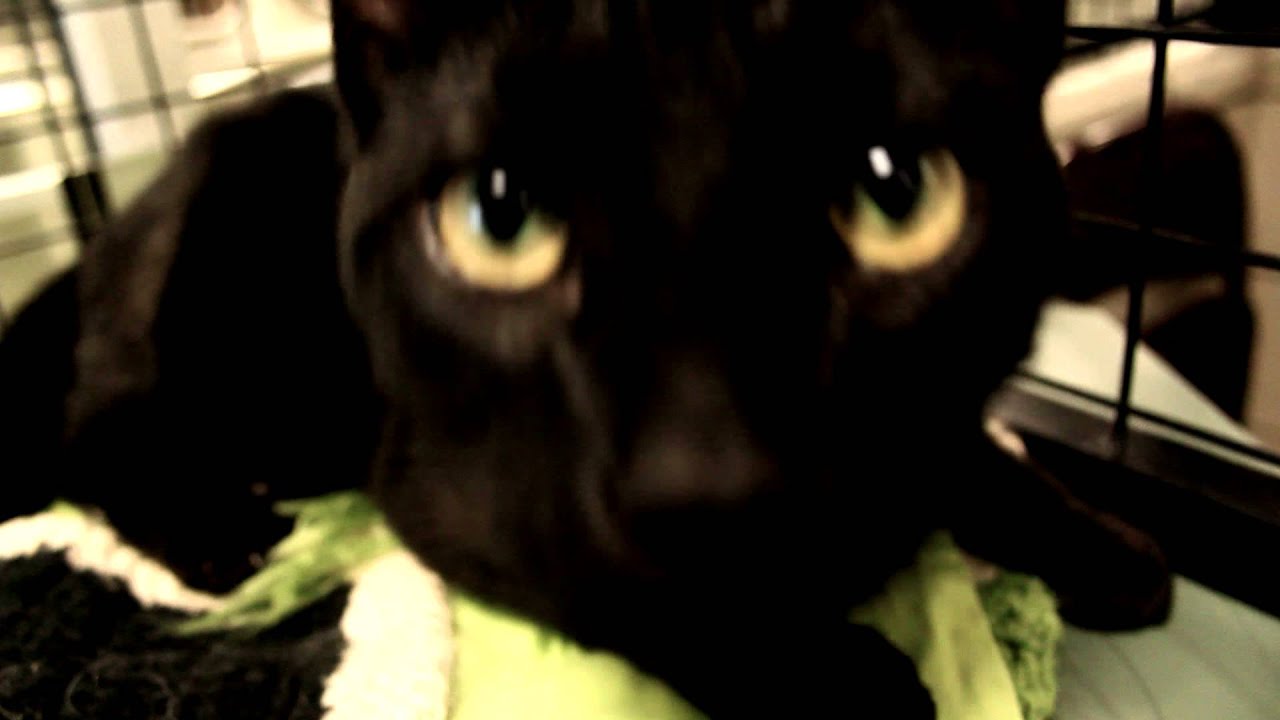 Scotties & Animal Rescue League of Boston PSA