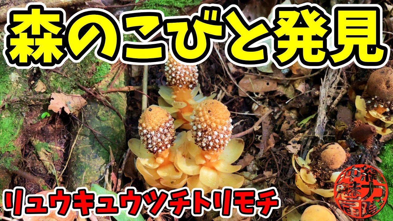 【激レア】幻の寄生植物リュウキュウツチトリモチを発見！森のこびと？森の妖精さんと出逢えた森！