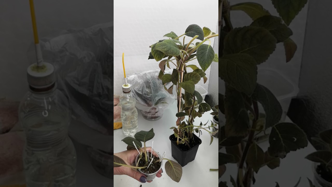 Цветущие колерии. Как сделать куст пышным🤔#комнатныерастения #колерии #посадка #растения #черенки