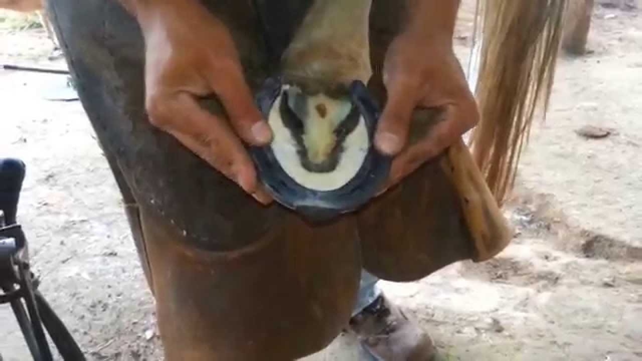 Casqueamento e ferrageamento do cavalo