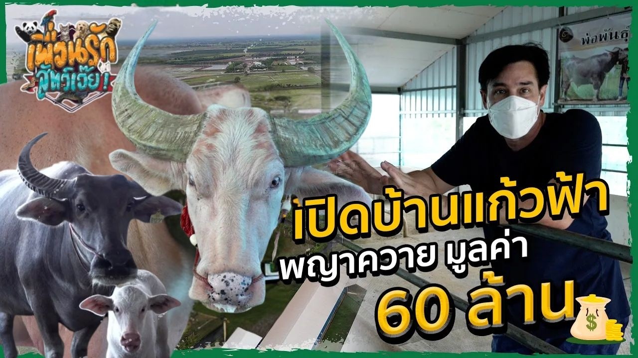 แก้วฟ้าควายไทย I เพื่อนรักสัตว์เอ๊ย