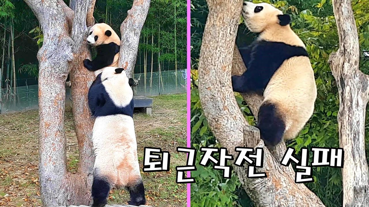 푸바오 퇴근작전 실패와 아쉬움
