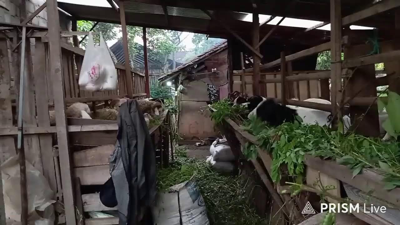 LIVE SAMBIL.. NGOPI DI KANDANG