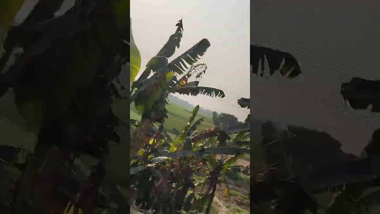 পথে হলো দেখা। এ এমন এক অনুভূতি, যা চোখে দেখা যায় আর মনে ও ছোঁয়া দেয়।#video #viral #nature #eyes 