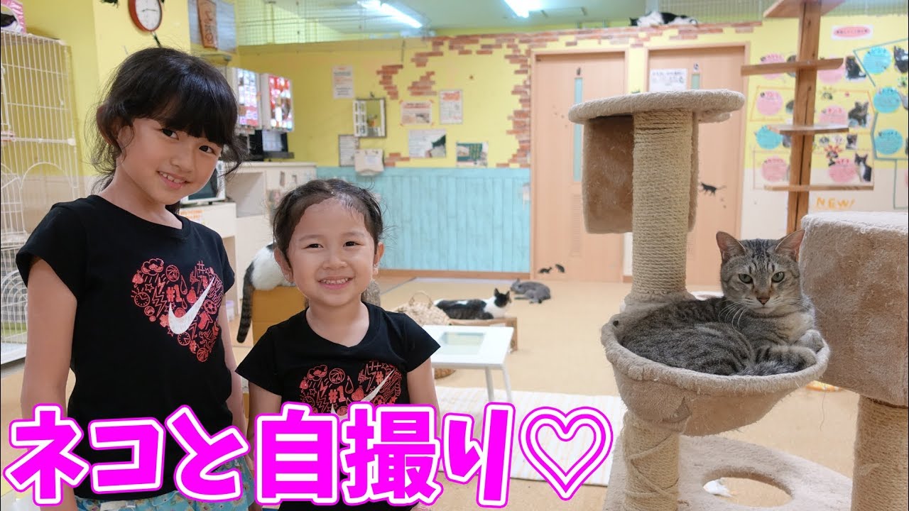 ネコカフェで猫と自撮りチャレンジ！全部のねこちゃんと写真を撮ろう！himawari-CH