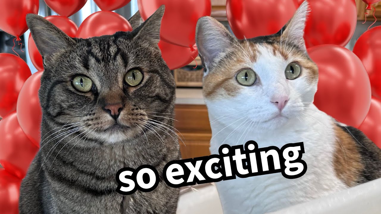 Cats React to Balloons For First Time (not as you’d expect!)