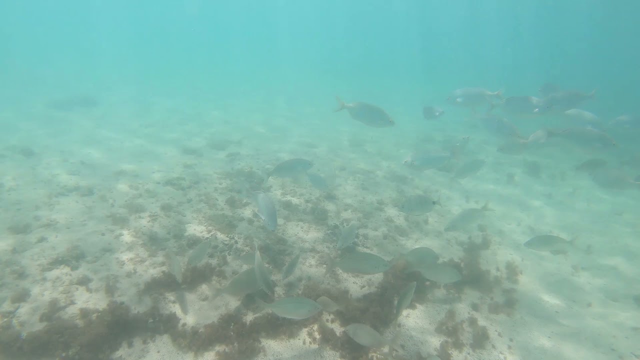 Under the sea in Playa Blanca Lanzarote - snorkeling - fish - nature - beach - natural - relax ocean