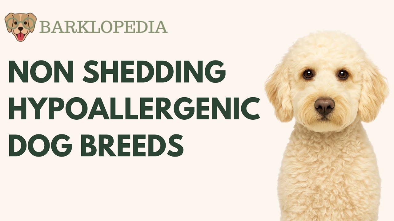 Top 10 Non-Shedding & Hypoallergenic Dog Breeds 🐶 | Best Dogs for Allergy Sufferers