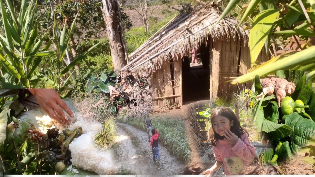 jhum cultivation in nagaland #North East India #nagaland #villagefood  #villagelife 