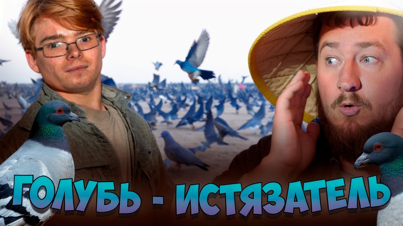 ГОЛУБЬ - ИСТЯЗАТЕЛЬ ДЕТЕЙ 