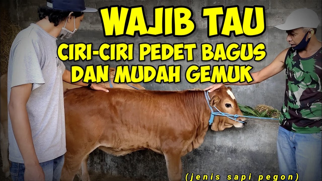 Cara Memilih Pedetan yang Bagus || Cepat Besar Dan Gemuk