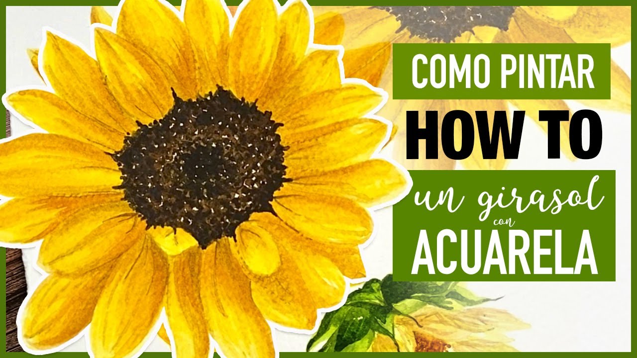 HOW TO | Tutorial Como pintar un girasol con acuarela | Flores en acuarela