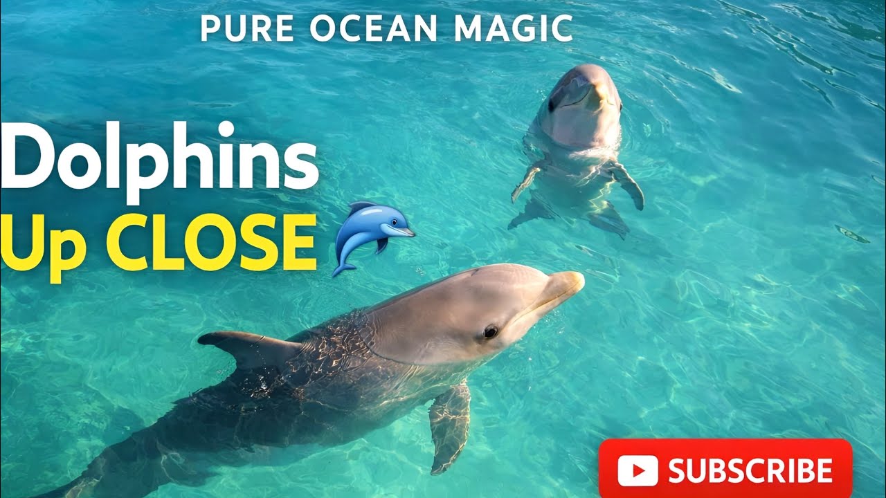 Bottlenose Dolphins in Crystal Clear Water 🐬✨ (So Close You Can Feel It!) | Nisarga
