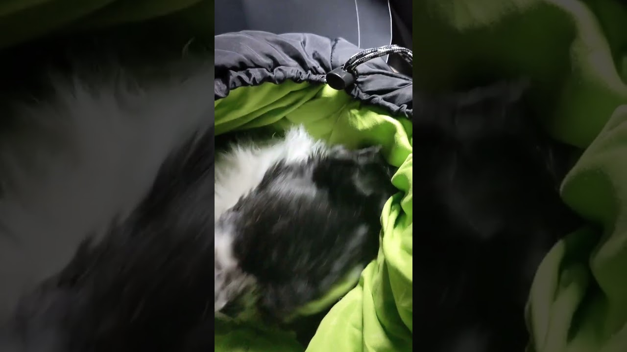 Somebody totally crawled into my sleeping bag last night! 