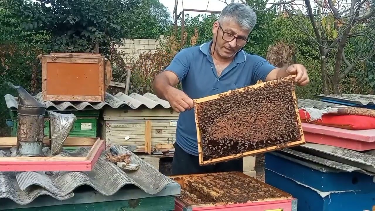 Varroanı necə sıfırlamaq olar?