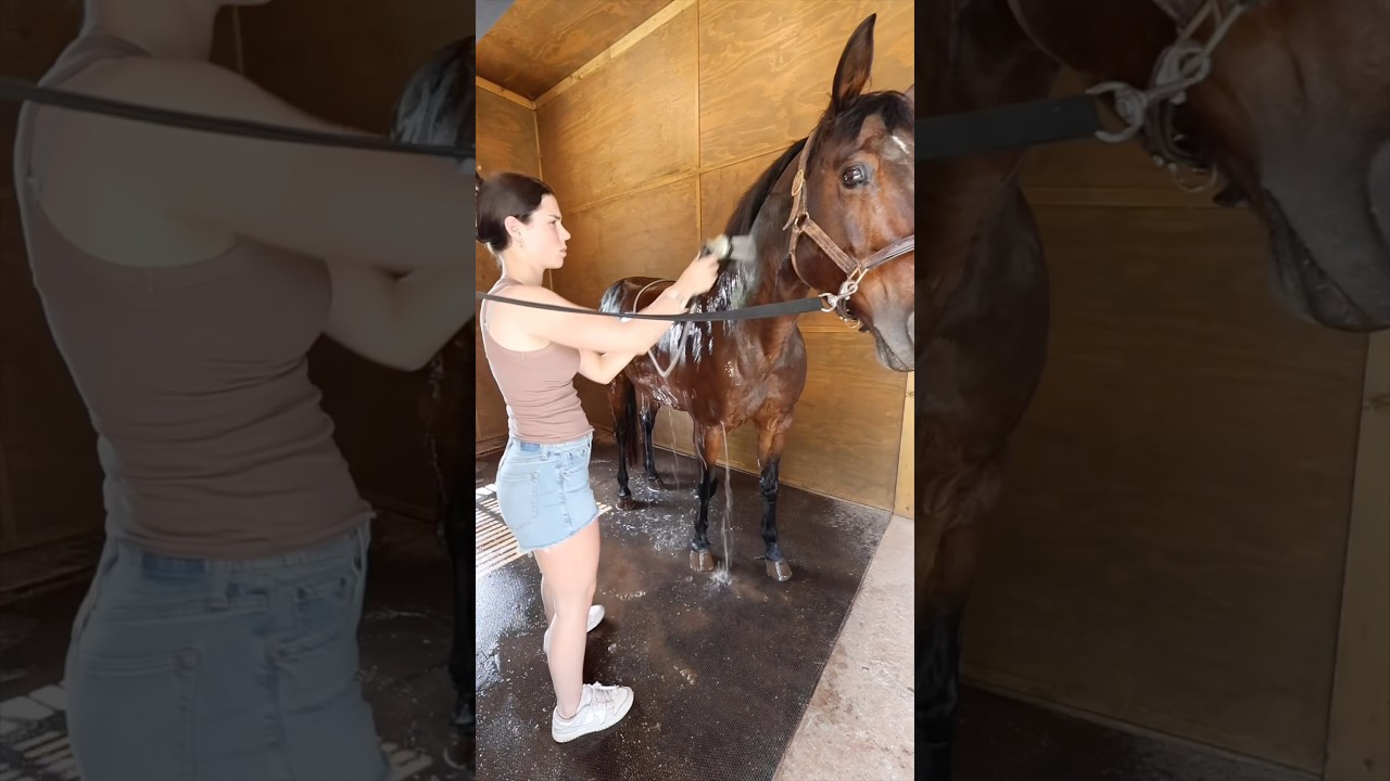 5 pm barn routine ☀️#horse #equestrianjourney #equestrian #horseriding