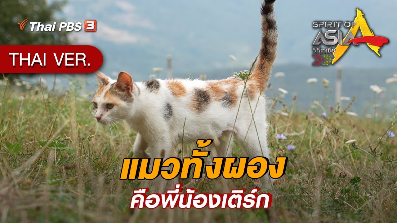 แมวทั้งผองคือพี่น้องเติร์ก | Spirit of Asia