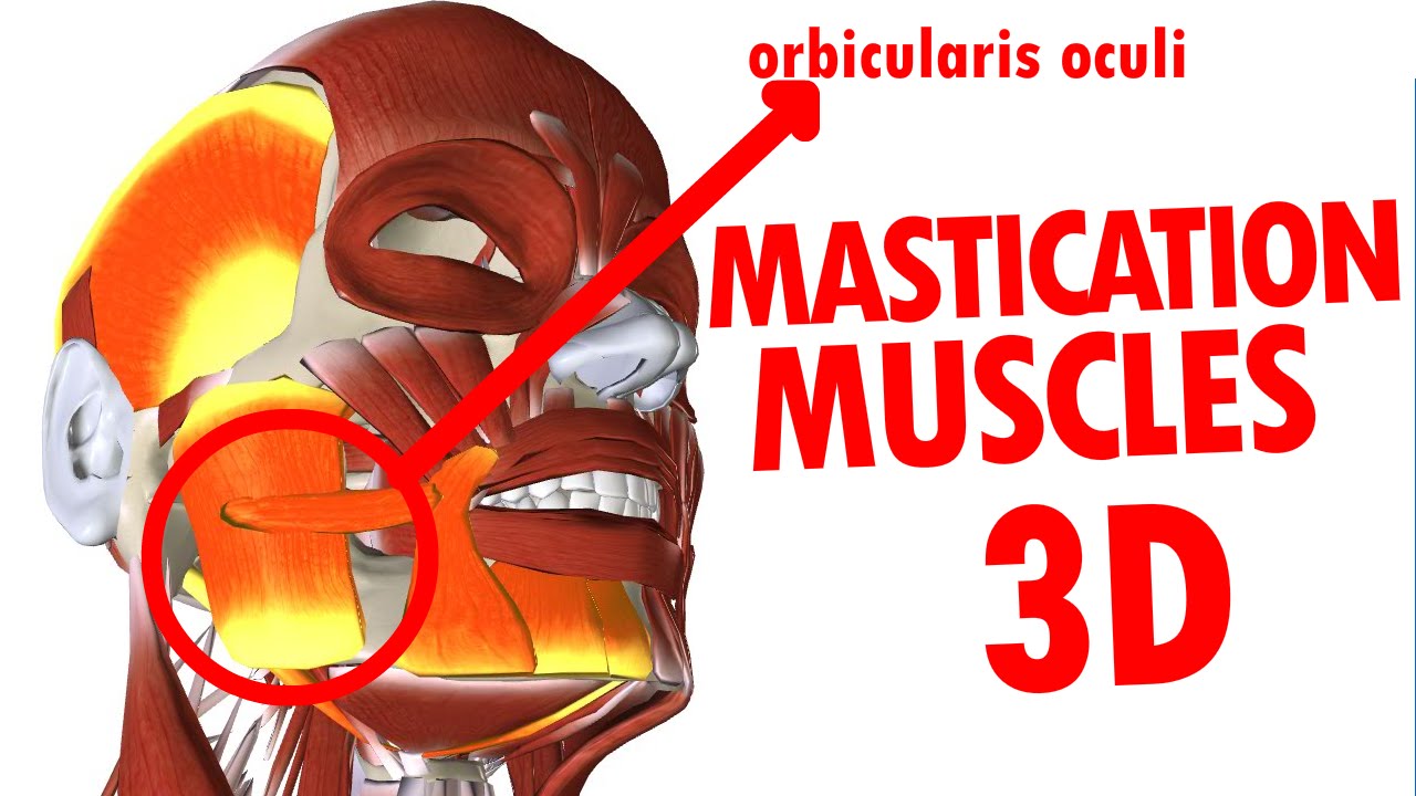 Muscles of Mastication - Jaw And Mandible - Face Anatomy part 3
