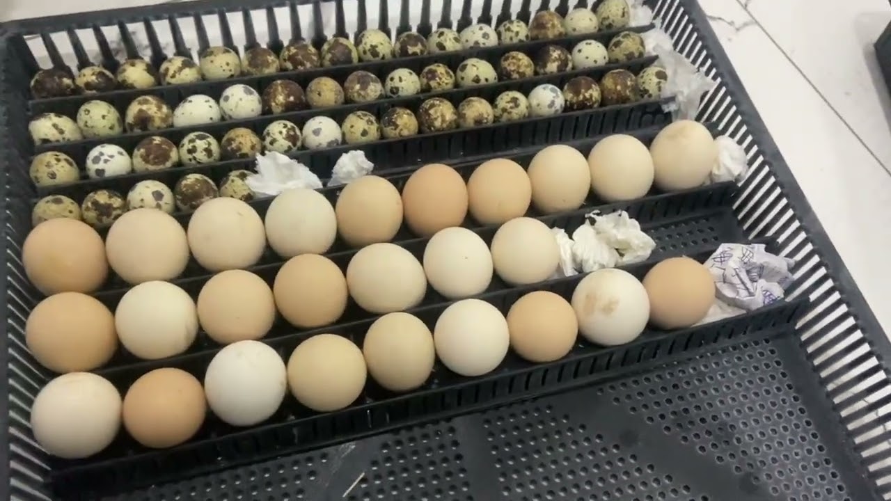 21 Günlük Kuluçka Süresi~Bıldırcınlarda Müthiş Çıkım~Civcvilerde Oran yükseldi