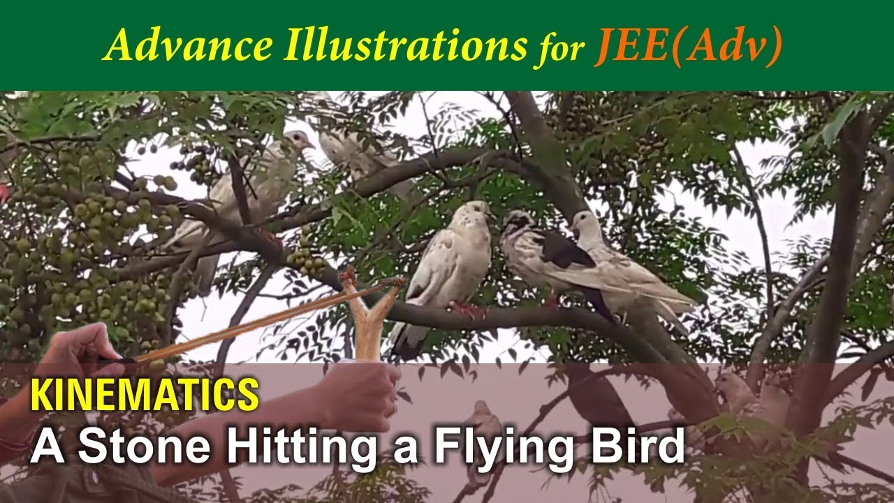 Advance Illustrations - A Stone Hitting a Flying Bird | Kinematics #21 for JEE Advanced