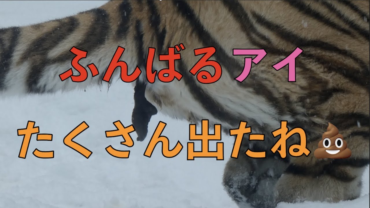 【円山動物園】ふんばるアムールトラアイ、うんちたくさん出たね💩
