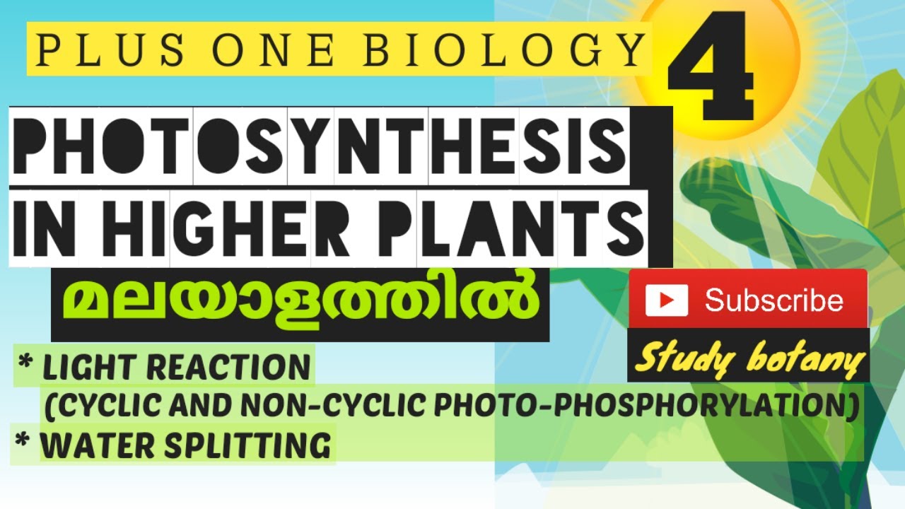 LIGHT REACTION | PHOTOSYNTHESIS IN HIGHER PLANTS PART-4 PLUS ONE BIOLOGY MALAYALATHIL | STUDY BOTANY