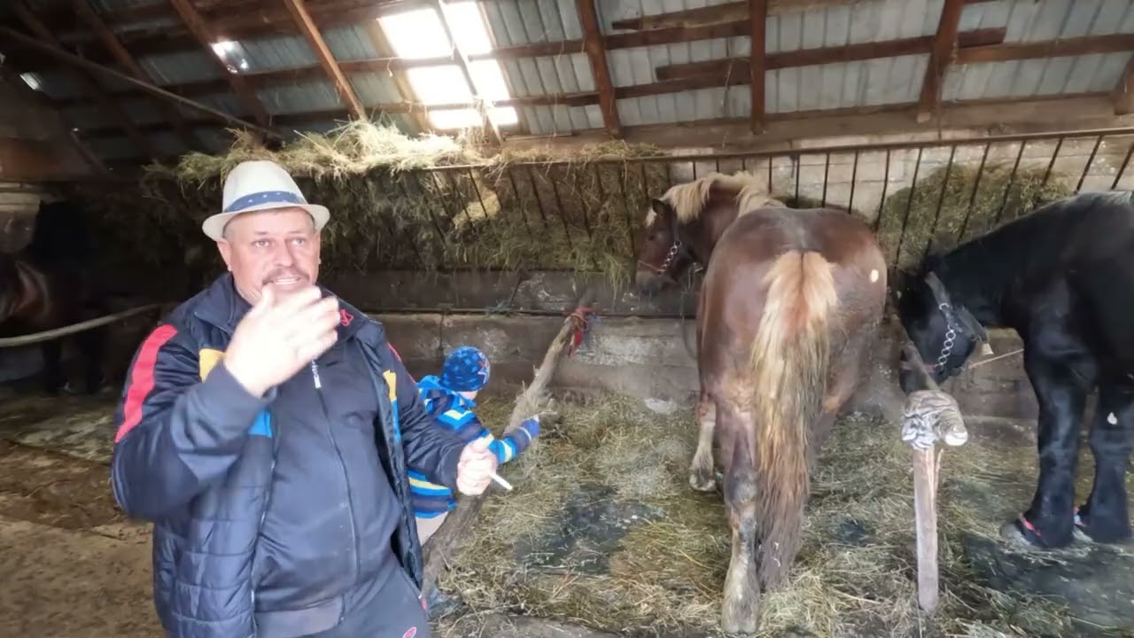 Caii Lui  Pancica  Din Sarmas 