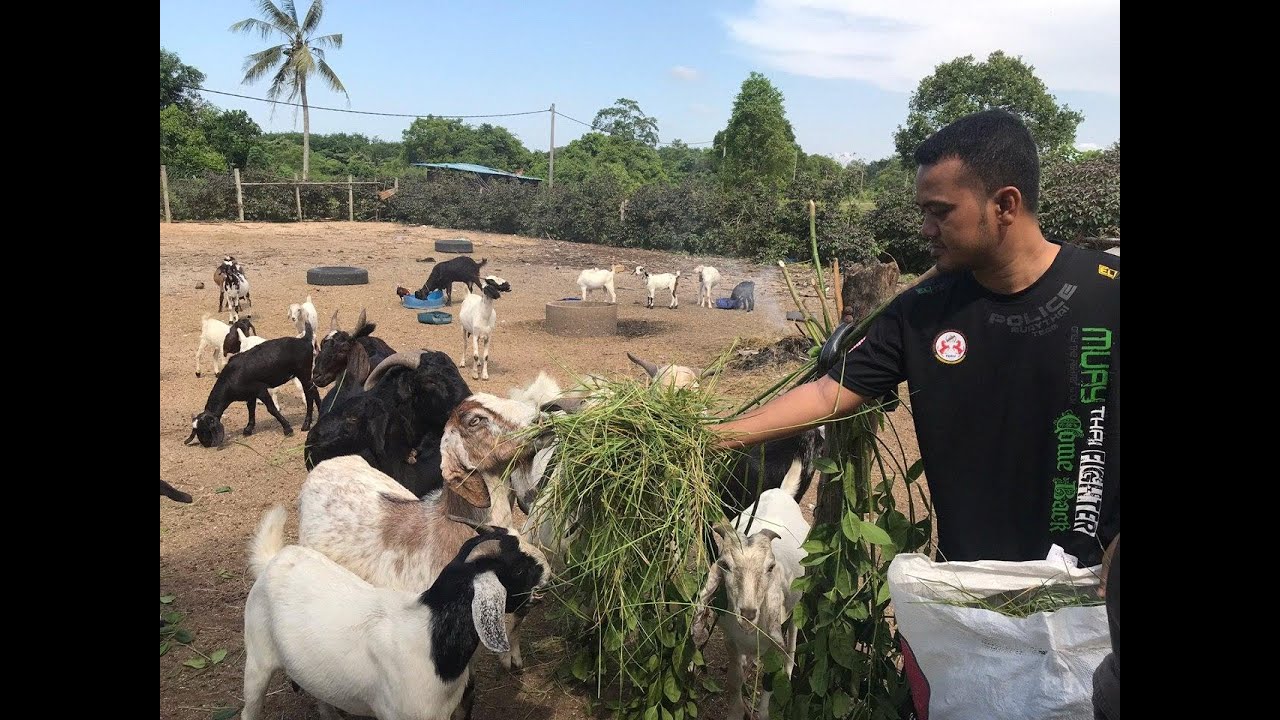 Azam luaskan perniagaan ternakan kambing