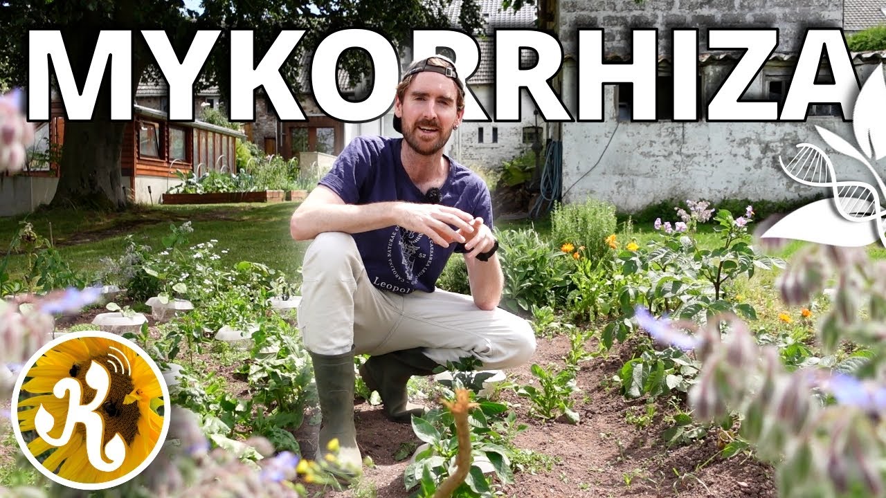 Mykorrhiza: Pilze für besseres Gemüse?🍄‍🟫 / Ernte im Juni 2025🥦