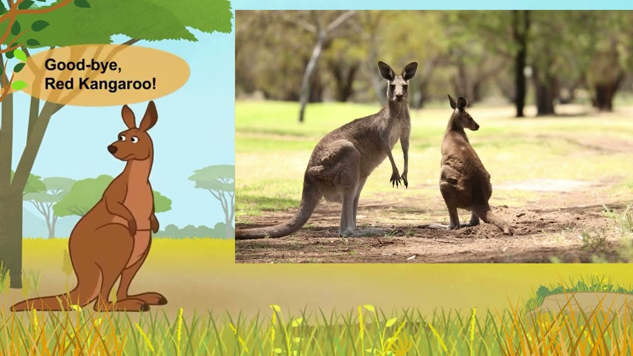 Meet the Animals || The Amazing Jumpers from Down Under || Kangaroos 🦘🦘