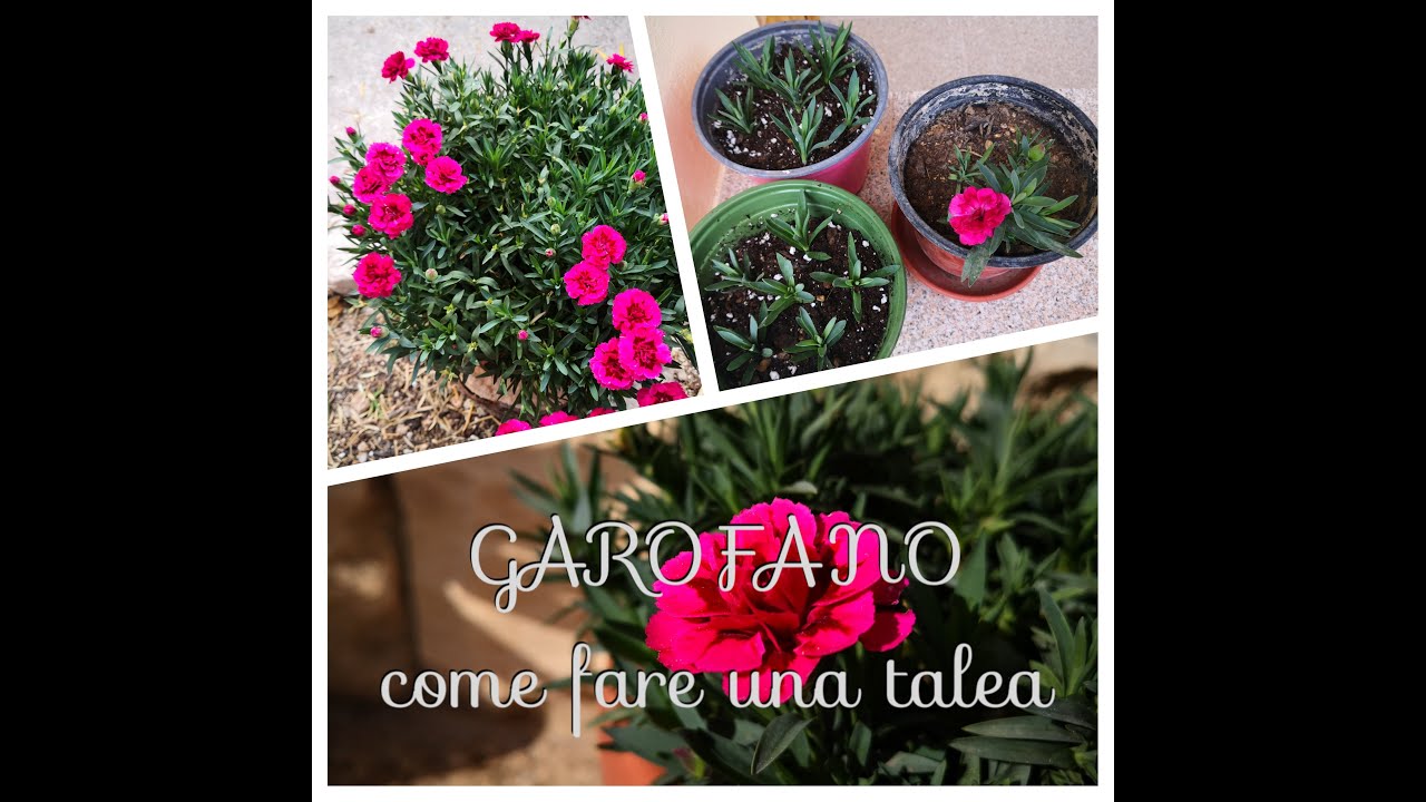 Come fare una talea di Garofano