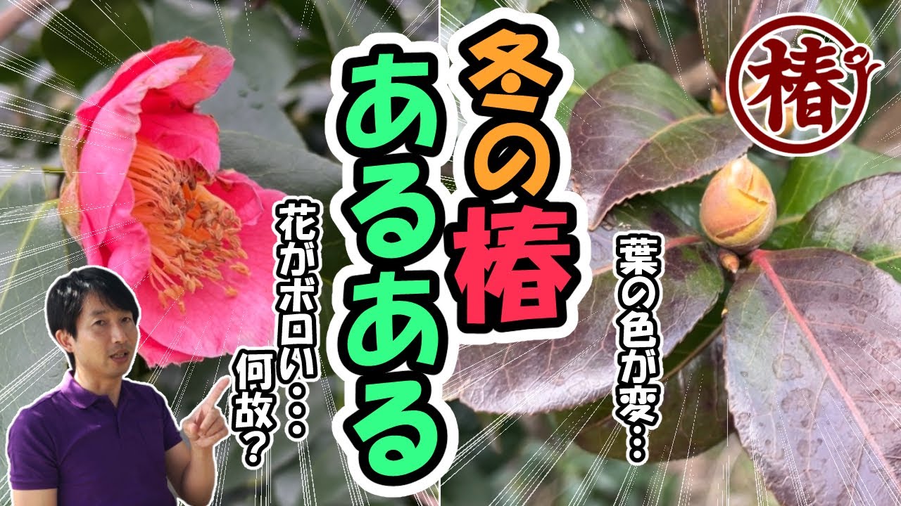 冬の椿あるある│花がボロい・葉が赤い…原因より「大丈夫か」だけ話します⛄