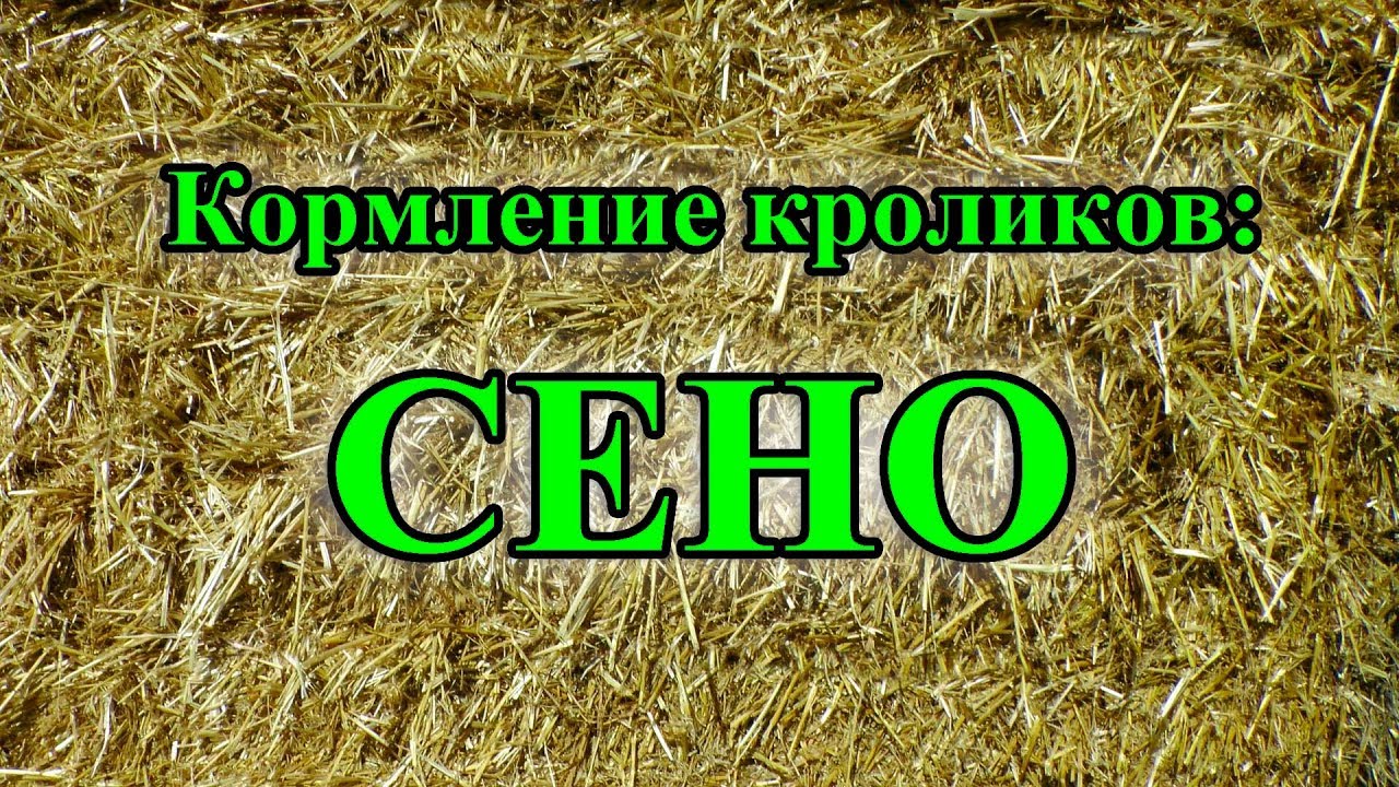 Кормление кроликов: СЕНО