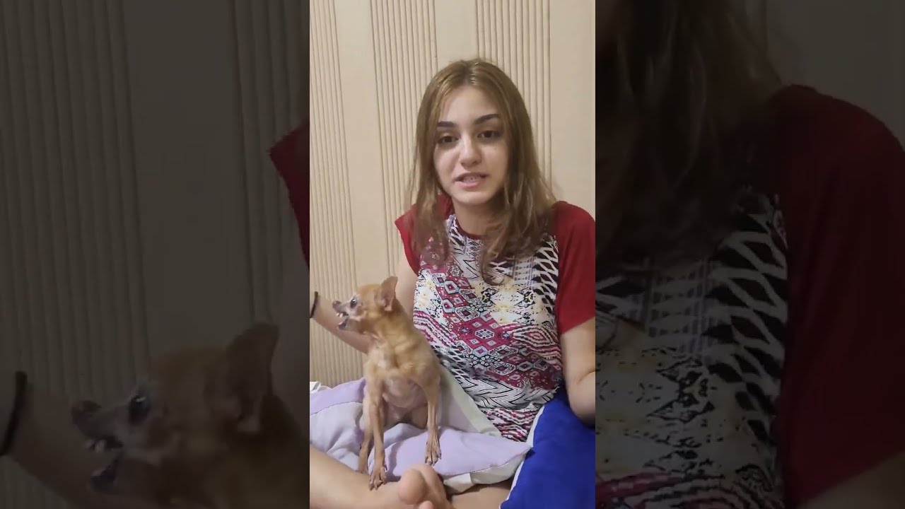 MEU PINSCHER NÃO DEIXA NINGUÉM SENTAR NO SOFÁ