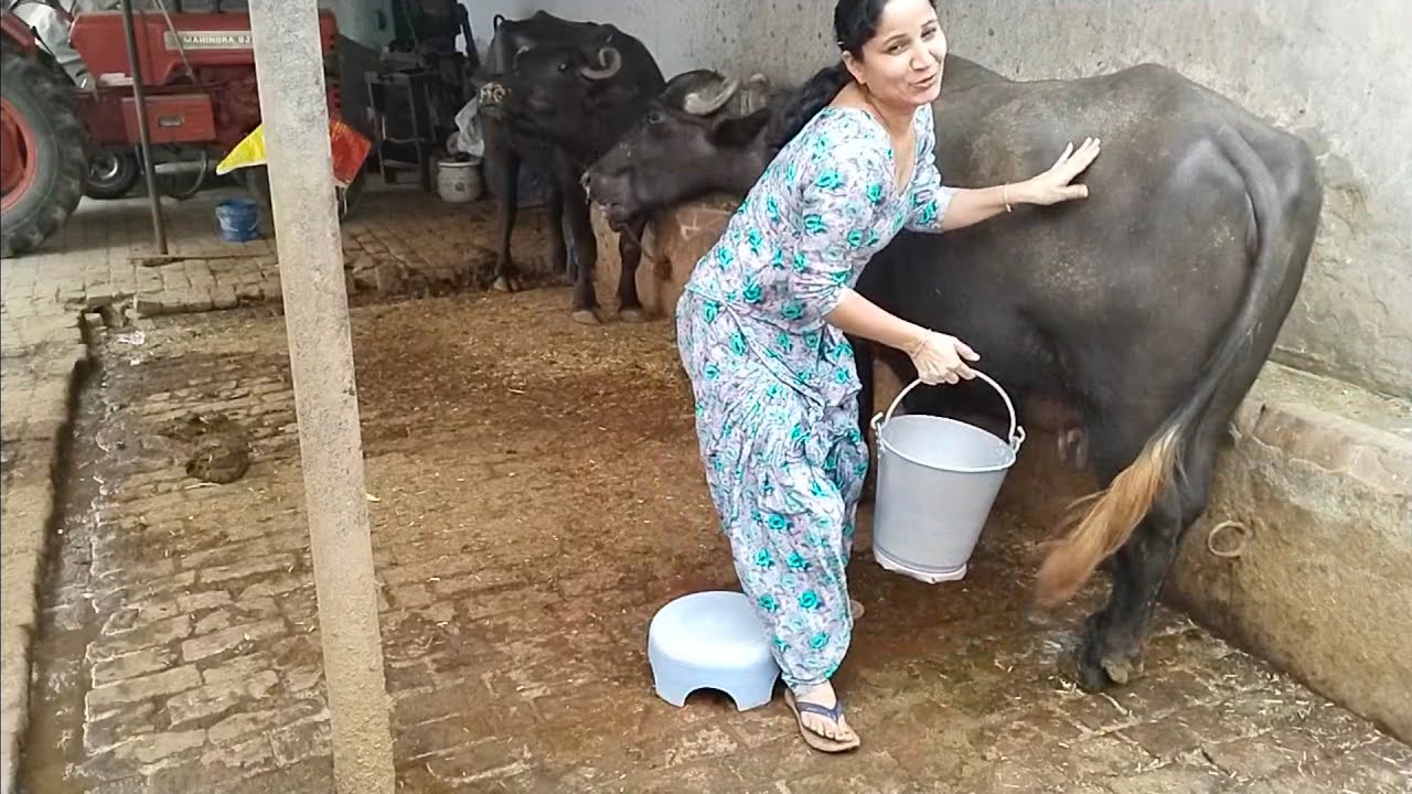Buffalo 🦬 Milking By Hand... Village Life|ਸੱਸ ਕਹਿੰਦੀ ਤੂੰ ਨਹੀ ਕਰ ਸਕਦੀ 🤷‍♀️@punjabibatthfamily