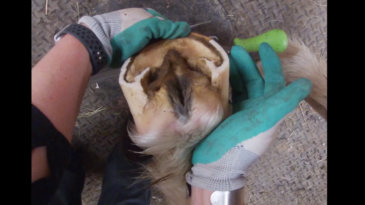 Barefoot Trim Assessing the Heel