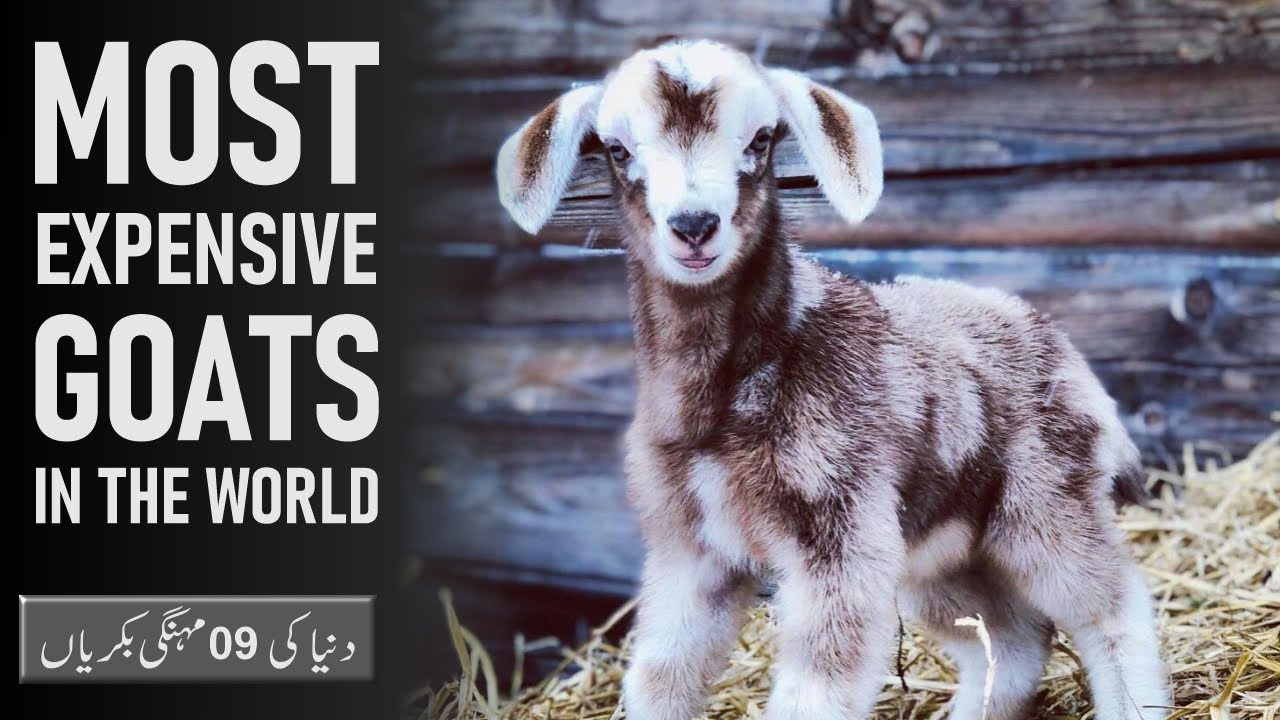 9 Most Expensive Goats in the World