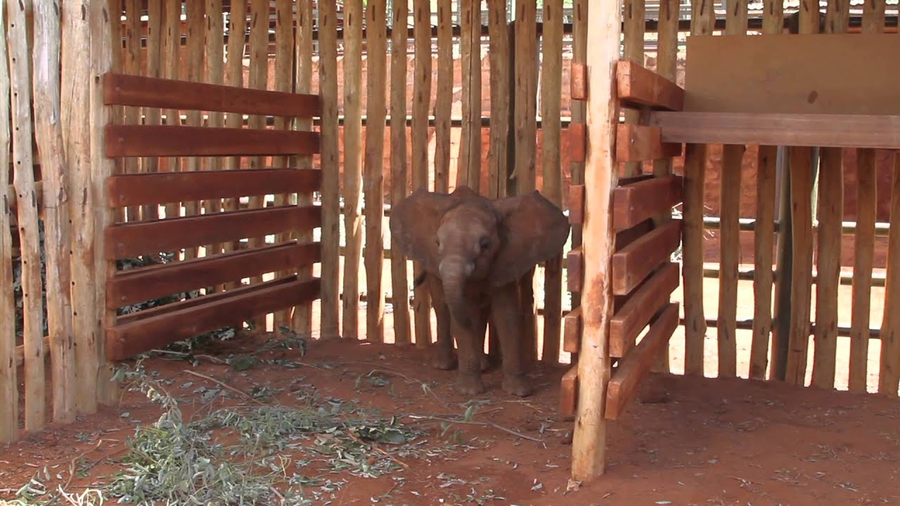 The Rescue of Baby Arruba | Sheldrick Trust