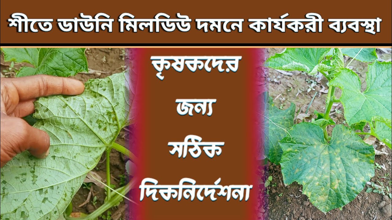 শসা/খিরার ডাউনি মিলডিউ দমন: আগাম সতর্কতা ও আক্রমণ হলে করণীয় | ফসল বাচানোর উপায়।