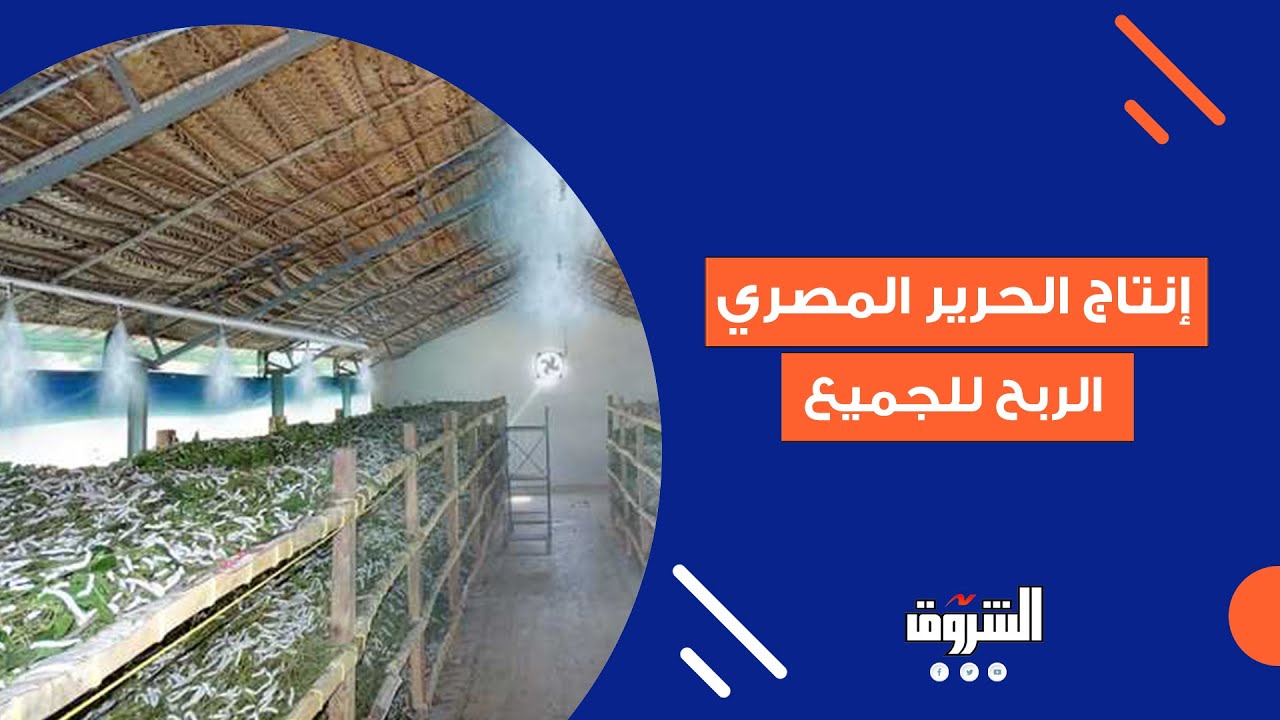 السر في إنتاج الحرير الطبيعي.. 4 آلاف جنيه ربح على الأقل من 300 جنيه