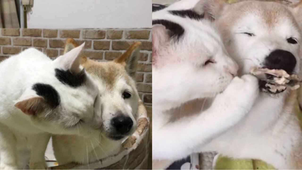 Cagnolina di 18 anni soffocherebbe di notte se non fosse per il gatto. Incredibile!