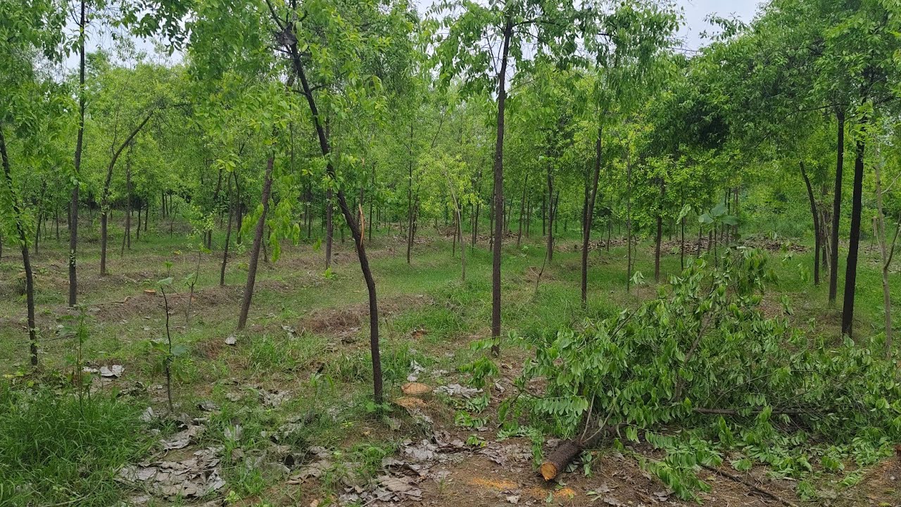 VADNGAR: ચંદન ચોર વડનગર માં ત્રાટક્યા...