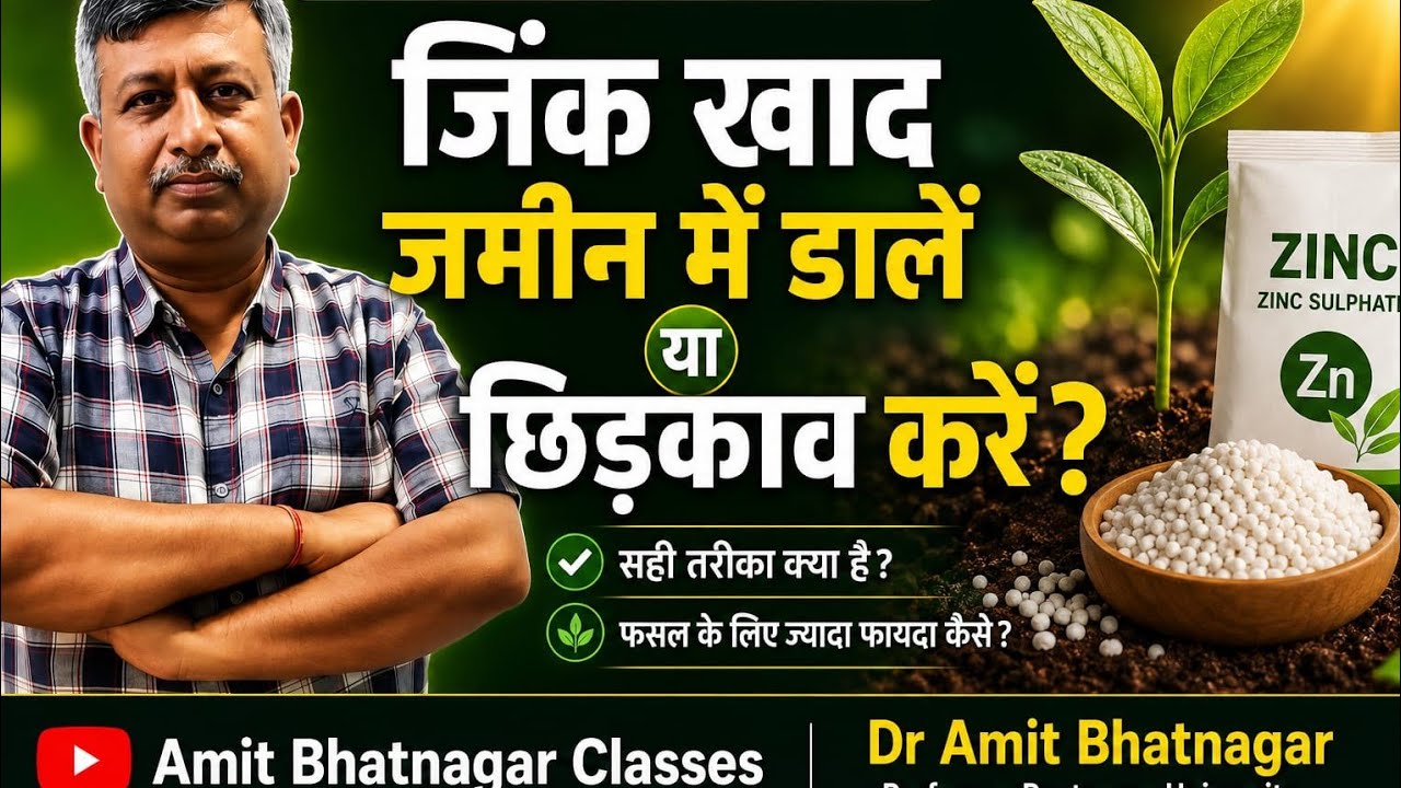 जिंक खाद को जमीन में डालें या छिड़काव करें