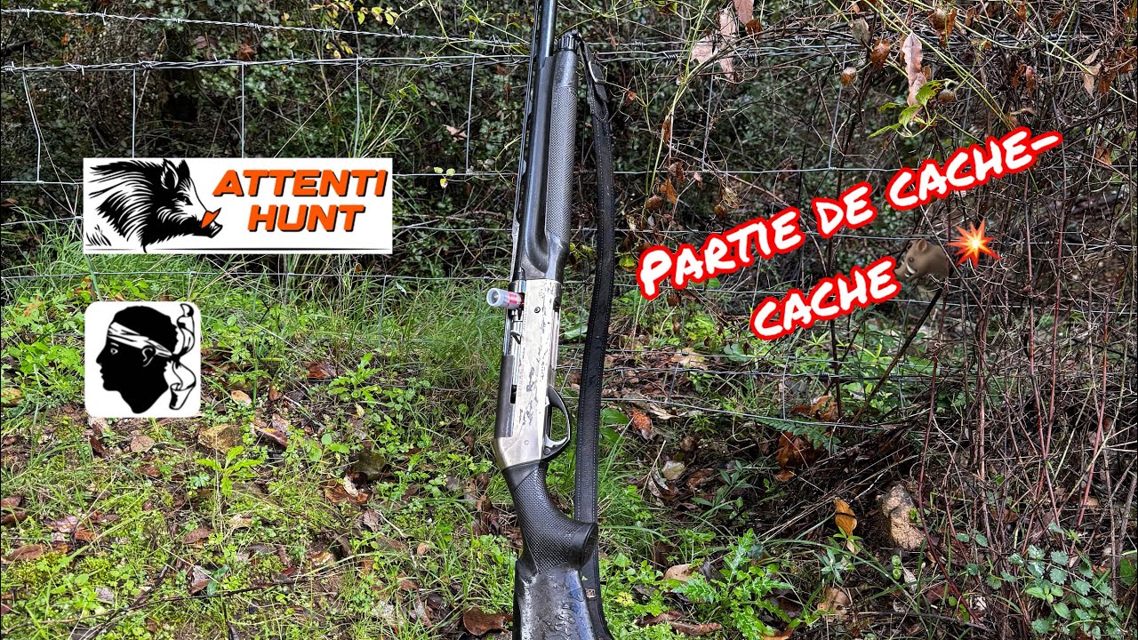 Cache-Cache🐗Chasse Sanglier Corse #caccia #hunt #hunting #hunter #deerhunting #wildboar #hog #pig