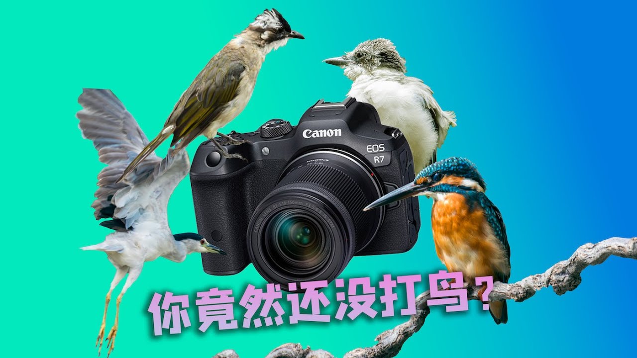 万元以下新手拍鸟入门，三年前的半幅王佳能R7甚是舒适
