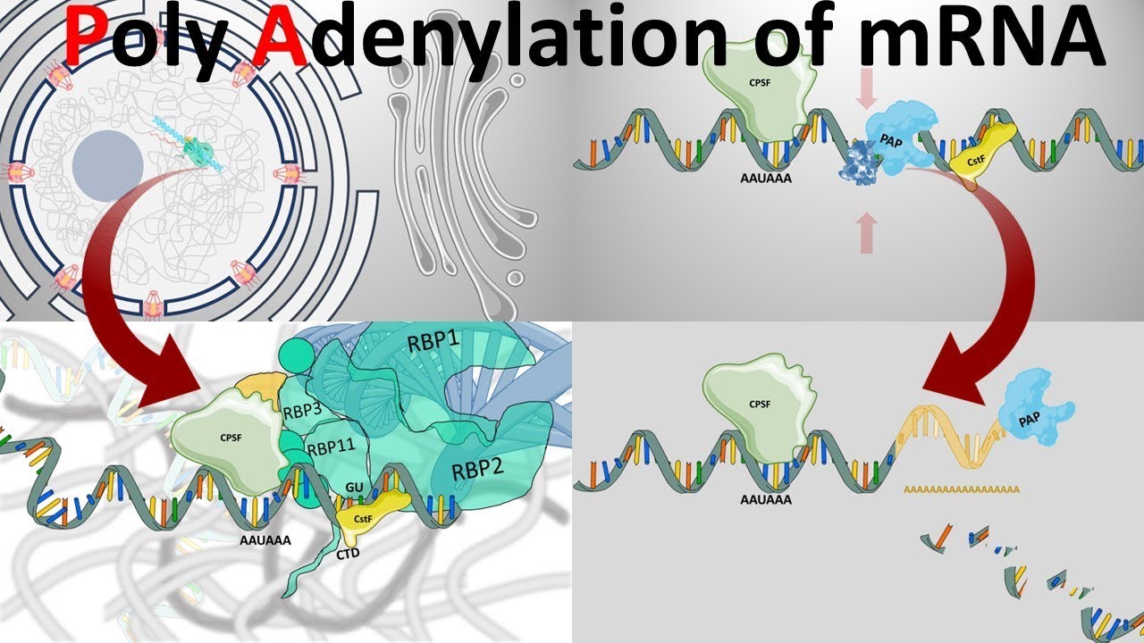 Poly Adenylation of eukaryotic mRNA