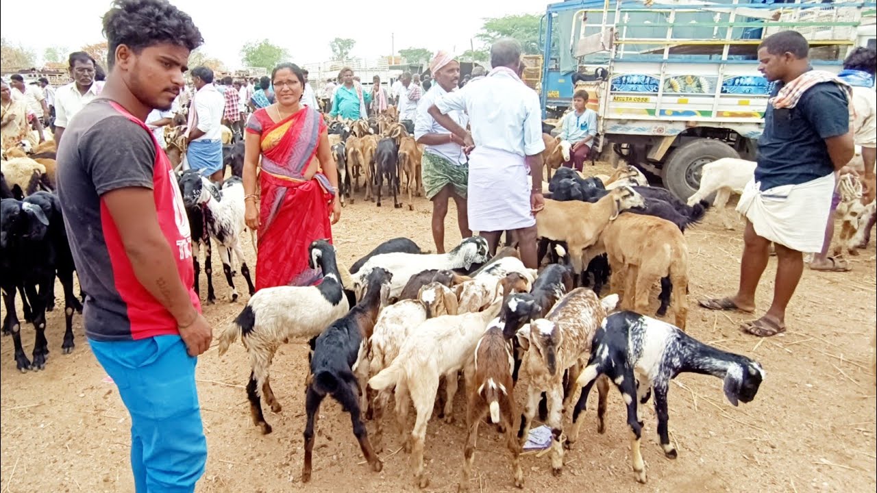 pebbair santhalo mekapothula retlu-biggest goat market in pebbair wanaparthy dist telangana india-🐐🐐